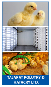 Tajarat Poultry & Hatchary Ltd.